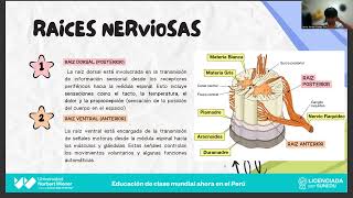 ESTRUCTURAS DE LA MEDULA ESPINAL [upl. by Nerland]