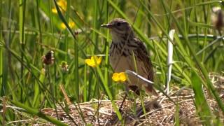 Herken de graspieper in beeld en geluid roep [upl. by Amorita]