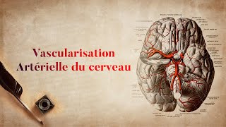 La vascularisation artérielle du cerveau et le polygone de Willis [upl. by Amann]