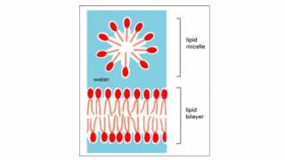 Cell Lysis [upl. by Nnyla]