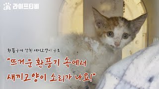 무더운 여름 뜨거운 식당 환풍기 속에서 들리는 새끼 고양이 울음소리의 정체는 [upl. by Lucius]