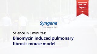 Science in 3 minutes Bleomycin induced pulmonary fibrosis mouse model [upl. by Carmena]