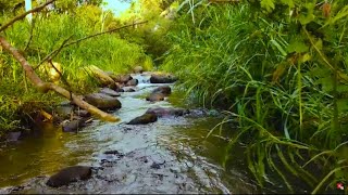 Flowing River Serenity Soothing Water Sounds for Deep Relaxation and Stress Relief [upl. by Neelik]