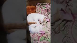 cats catism catcare catanimal catsleepingposes catsleeping catlover catvedios [upl. by Ibok]