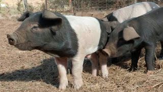 New Pigs on the Block  Welcoming Our Newest Arrivals  Free Range Homestead Ep67 [upl. by Traweek]