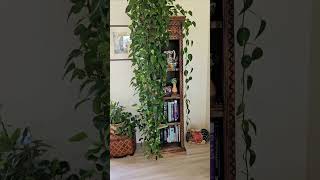 Lots Of Pothos Cuttings From My 16 Golden Pothos Plant [upl. by Pollerd480]