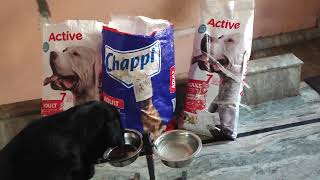 Active dog food Active vs drools vs chappi [upl. by Ynatil188]