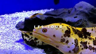 BANANA EEL amp HUGE REEF TANK P1  Quick Aquarium Vlog 15 [upl. by Aneres484]