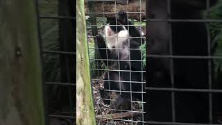 WHITETHROATED CAPUCHIN MONKEYS AT NEWQUAY ZOO  PART TWO shorts zoo animals nature monkey [upl. by Maxima306]