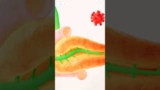 Biological system  morphology cellcycle 3danimation health science morphology morphological [upl. by Attem]