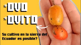 ¿A QUE ESTA FRUTA NO LA HABIAS PROBADO ovo  óbito  jobo  ciruela  ovo de Ibarra [upl. by Oliric]