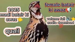 female batair ki awaz 📢 quail [upl. by Meg]