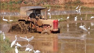 Tractor Tillage  Kerala Paddy Field  Village Scene  Tractor Tillage [upl. by Charleen60]