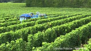 Traitement fongicide de la Vigne Protection phytosanitaire du vignoble [upl. by Nnodnarb]