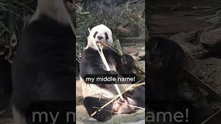 Funniest Panda Video Ever Talking Pandas in Adorable Hilarious Moments [upl. by Ecirpak]