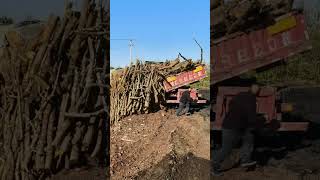 Unload Apple Tree Logs For Carbonization To Make Charcoal [upl. by Mills]