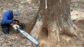 The first tree has a hole the second tree is really troublesome‼️ [upl. by Arratal]