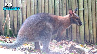 Alluring RedNecked Wallaby [upl. by Roxie686]