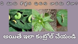 మిర్చి లో పురుగు చావడం లేదా ఇలా చంపేయండిhow to pest control in chilly crop [upl. by Pulsifer]