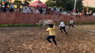 SEGUNDA GARDENIA DE ORO DE LAZO CRIOLLO en Arauca [upl. by Weidman]