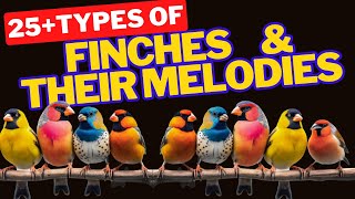 25types of Finchesspecies of Finches [upl. by Stefa731]