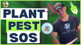 How To Get Rid Of Houseplant Pests FAST amp EASY [upl. by Ennasus899]