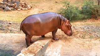 Captive Hippopotamus [upl. by Esile]