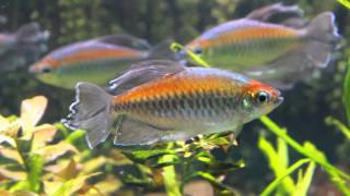 The Majestic Congo Tetra  Phenacogrammus interruptus [upl. by Eatnom]