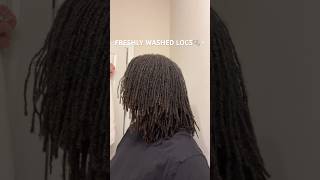 this is your sign to wash your locs Make sure to double cleanse🧼locs locjourney microlocs [upl. by Marr]