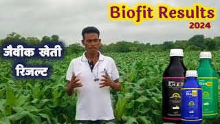 Netsurf  जैविक खेती का रिजल्ट  Biofit Results 2024  Biofit का स्प्रे विगत 10 वर्षों से [upl. by Elbart]