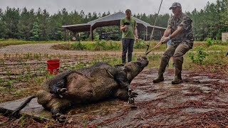 Trapping and hunting GIANT hogs with Kendall Gray [upl. by Killian]