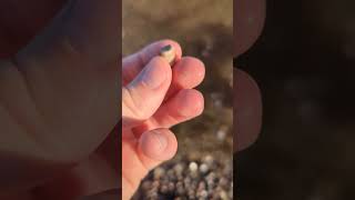 Small piece of an unknown fossil found on the Baltic Sea beach fossil beach fossilhunting [upl. by Coffin]