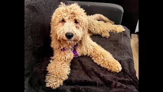 Adoptable and adorable 6monthold Goldendoodle Max Doodle [upl. by Airdnola]