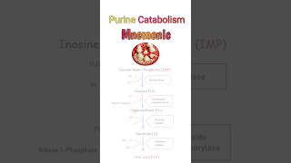 Degradation of Purine Nucleotides easy purines uricacid biochemistry [upl. by Hnamik]