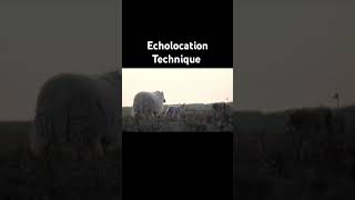 Echolocation echolocation echo animals technique youtubeshorts [upl. by Fabian64]