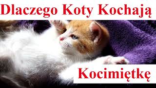 Dlaczego Koty Kochają Kocimiętkę [upl. by Eeleimaj295]