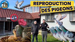 REPRODUCTION 2024 DES PIGEONS VOYAGEURS [upl. by Belen]