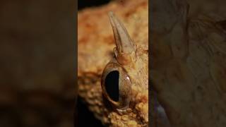 Desert Horned Viper checks out his photo [upl. by Yardna744]