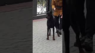 Doberman Sever харьков doberman доберман доберманы dobermann [upl. by Oehsen]