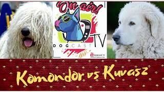 Komondor vs Kuvasz Őrzővédő kutya bajnokság DogCast TV [upl. by Anaihsat]