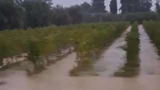 Nubifragio a Bolgheri le vigne sottacqua allarme per il Cabernet [upl. by Marston108]