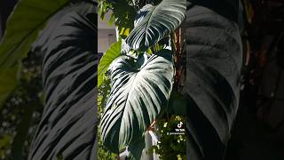 My Fuzzy Petiole Philodendron Snapped Philodendron fuzzypetiole brokenstem plants hydroponics [upl. by Artenek]