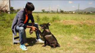 Cachorros Pastor Belga Malinois [upl. by Ahcsap]