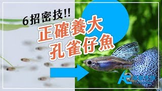 如何正確的養大孔雀仔魚？｜養魚人森｜AC草影水族｜How to make guppy fry grow up healthy and correctly [upl. by Prissie454]