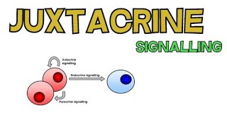 Juxtacrine Signalling  Contact Dependent Signalling [upl. by Elleoj879]