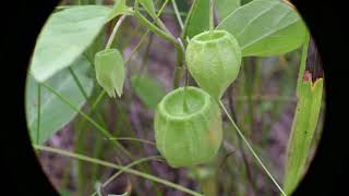 Physalis virginiana Virginia Ground Cherry [upl. by Nealah]