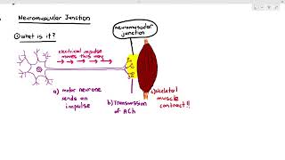 1520 The Neuromuscular Junction Cambridge AS A Level Biology 9700 [upl. by Nylynnej]