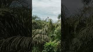 Majestic HunterWhite Bellied Sea Eagle In The Midst Of Earth Mover Rumbles Birds amp Monkeysviral [upl. by Ryley]