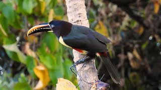 ARAÇARICASTANHO canto PTEROGLOSSUS CASTANOTIS CHESTNUTEARED ARACARI Beleza natural [upl. by Erich]