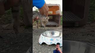 Cat Rescue saved to Dog humanity animals cat catlove rescue cat medical [upl. by Seagraves]